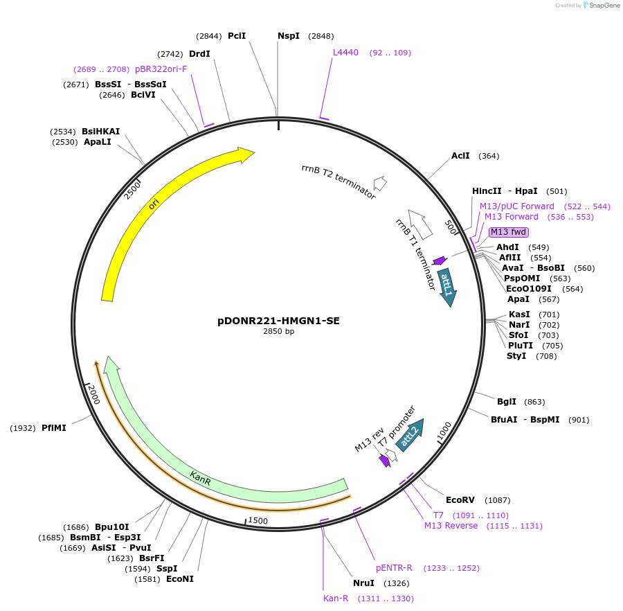 192720-plasmid-map-sequence-id-377322