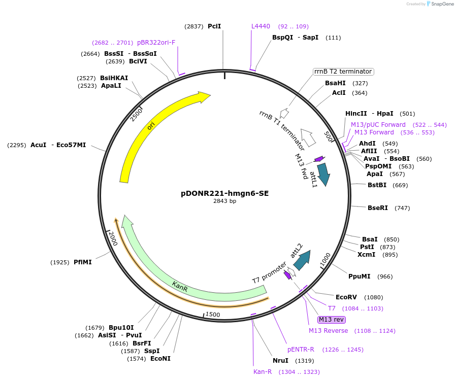 192721-plasmid-map-sequence-id-377323