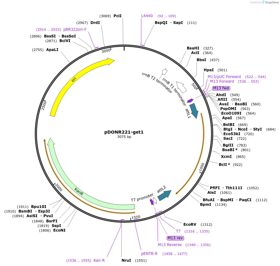 192722-plasmid-map-sequence-id-377324