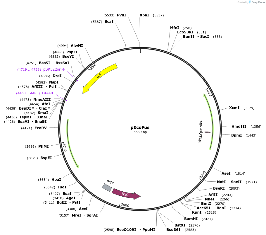 187833-plasmid-map-sequence-id-377325