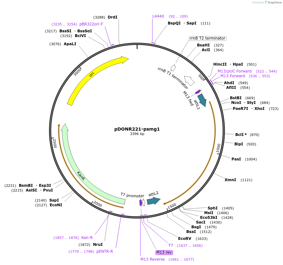 192723-plasmid-map-sequence-id-377327