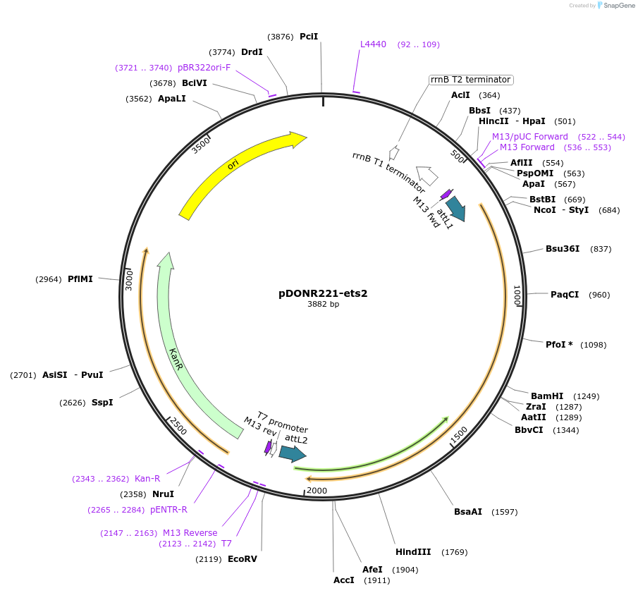 192724-plasmid-map-sequence-id-377330