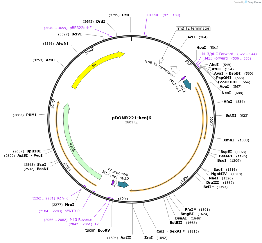 192725-plasmid-map-sequence-id-377331