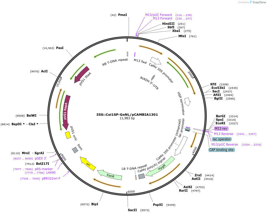 190069-plasmid-map-sequence-id-377334