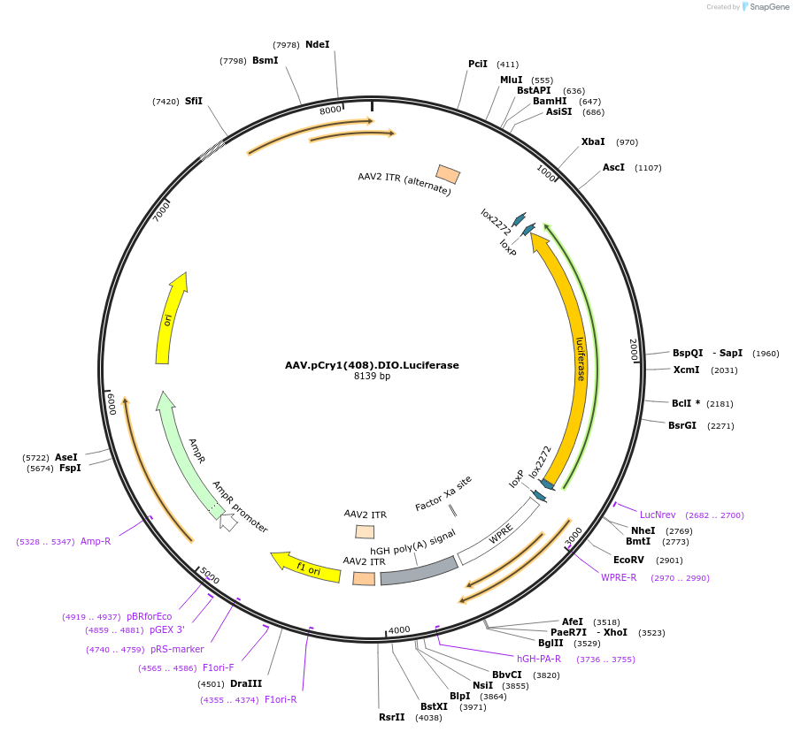 192623-plasmid-map-sequence-id-377336