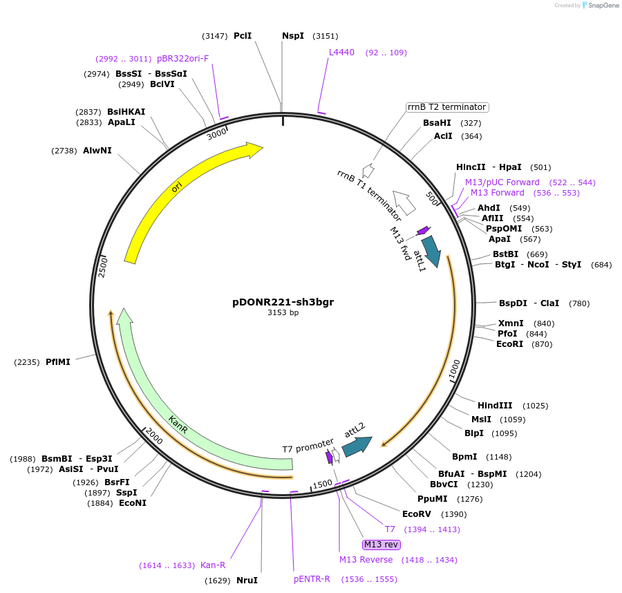 192727-plasmid-map-sequence-id-377342