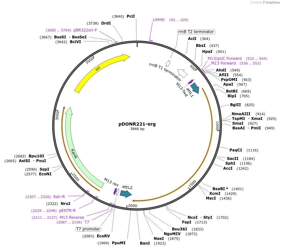 192728-plasmid-map-sequence-id-377345
