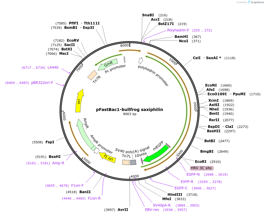 140595-plasmid-map-sequence-id-377349