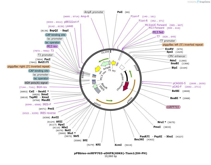186703-plasmid-map-sequence-id-377366