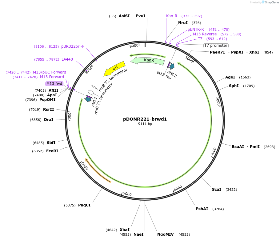 192742-plasmid-map-sequence-id-377381
