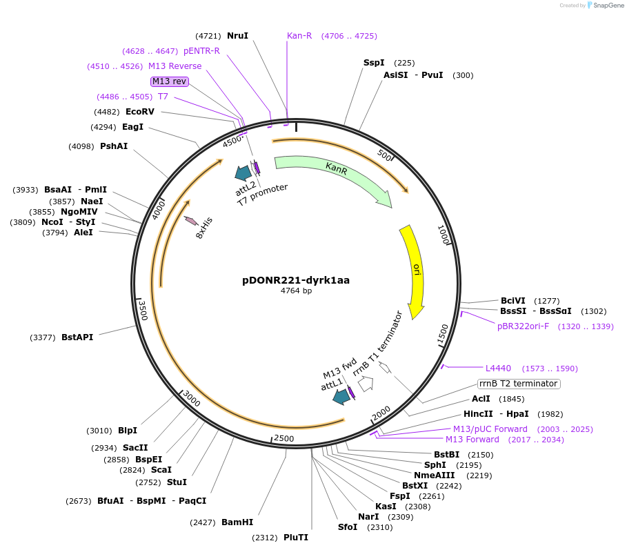 192741-plasmid-map-sequence-id-377382