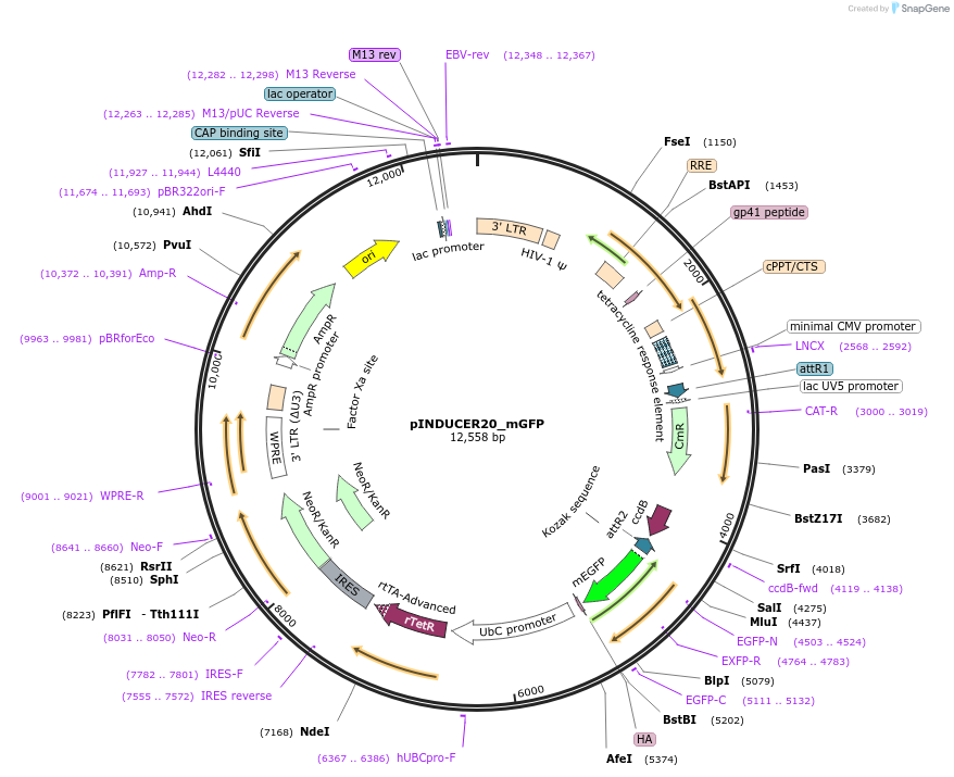 190027-plasmid-map-sequence-id-377385