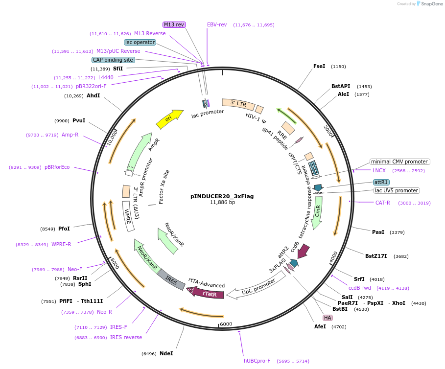 190028-plasmid-map-sequence-id-377387