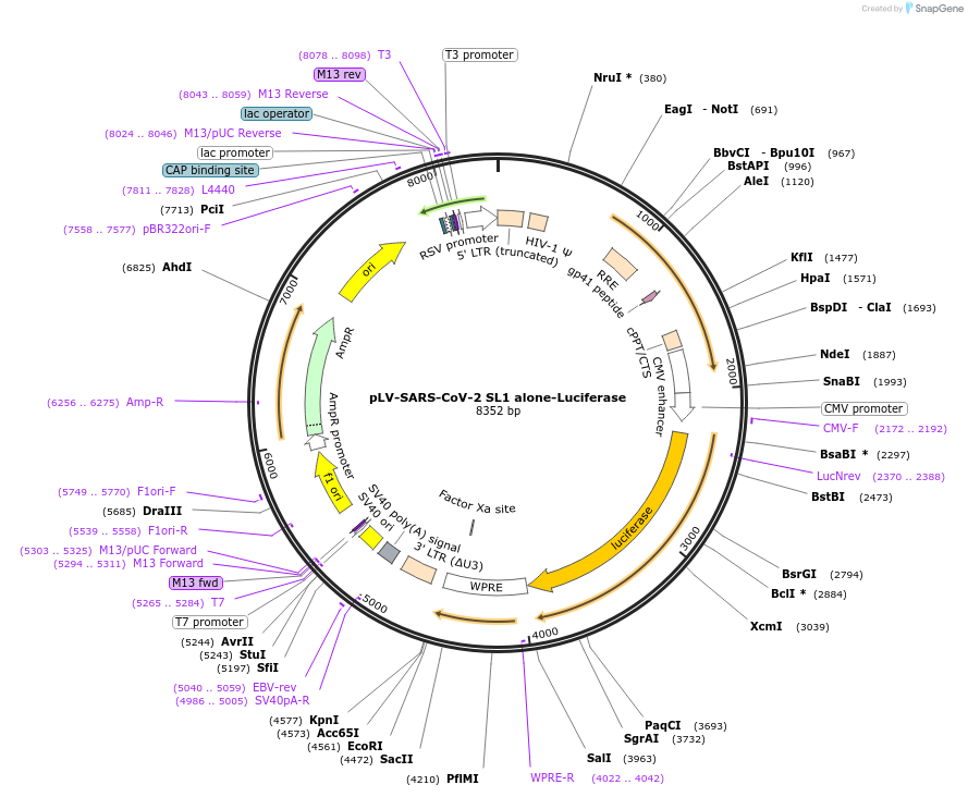 191482-plasmid-map-sequence-id-377398
