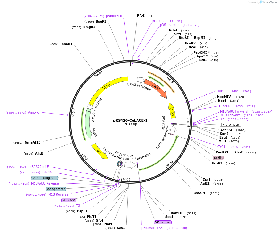 174523-plasmid-map-sequence-id-377457