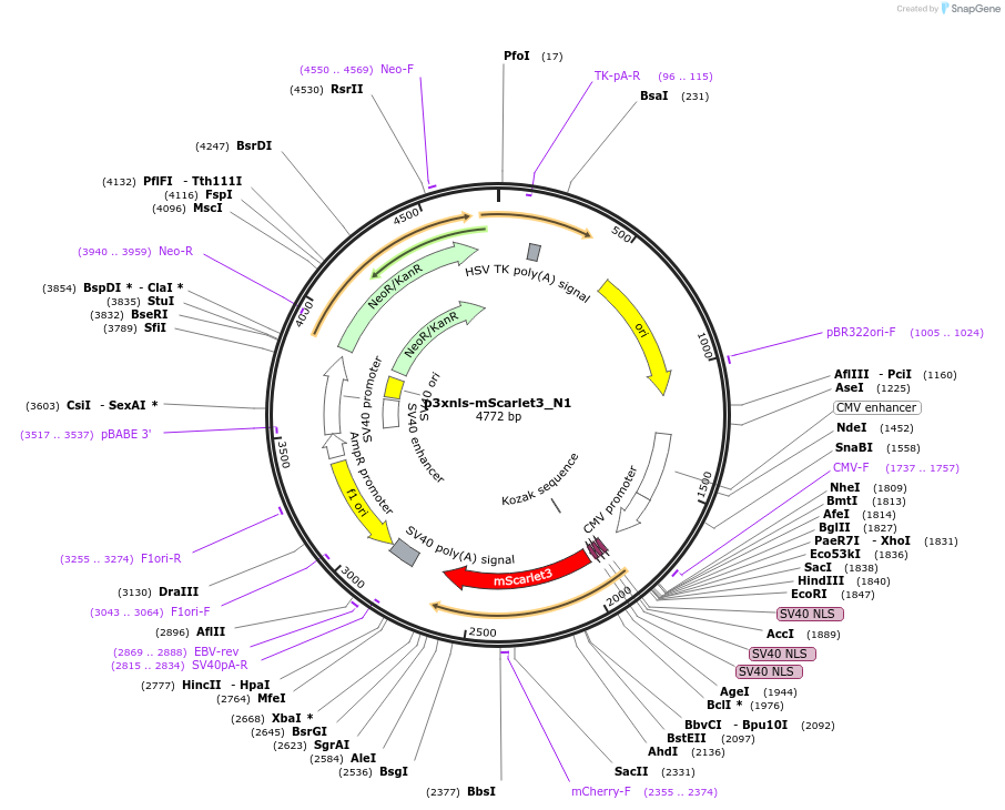 189775-plasmid-map-sequence-id-377461