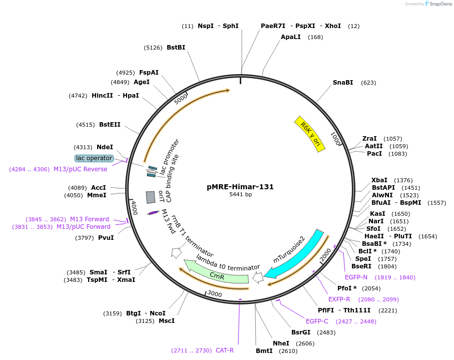 185923-plasmid-map-sequence-id-377500