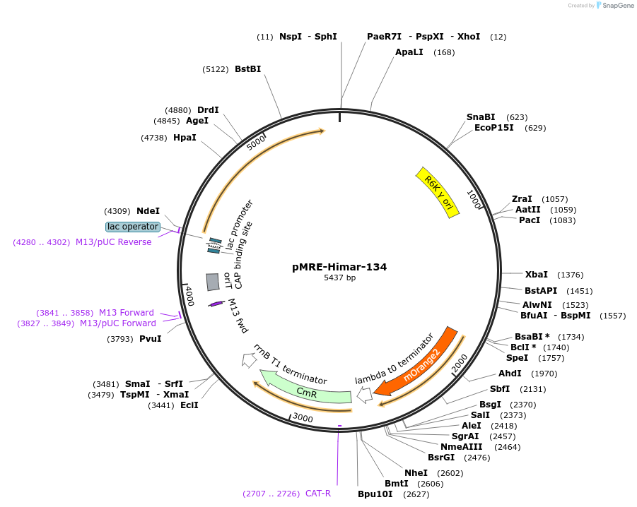 185925-plasmid-map-sequence-id-377504