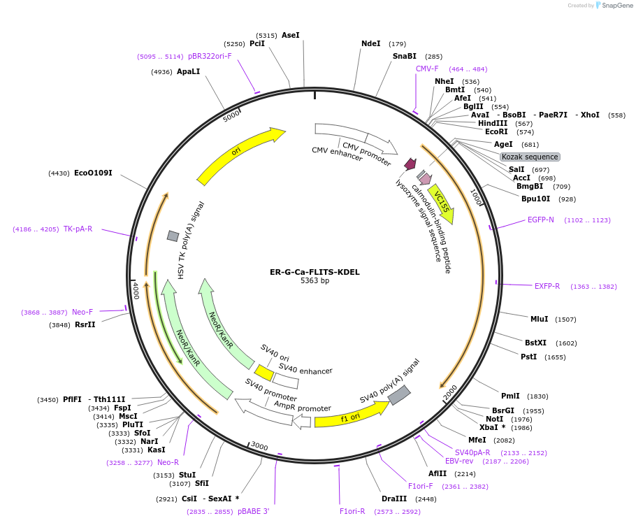 191464-plasmid-map-sequence-id-377505