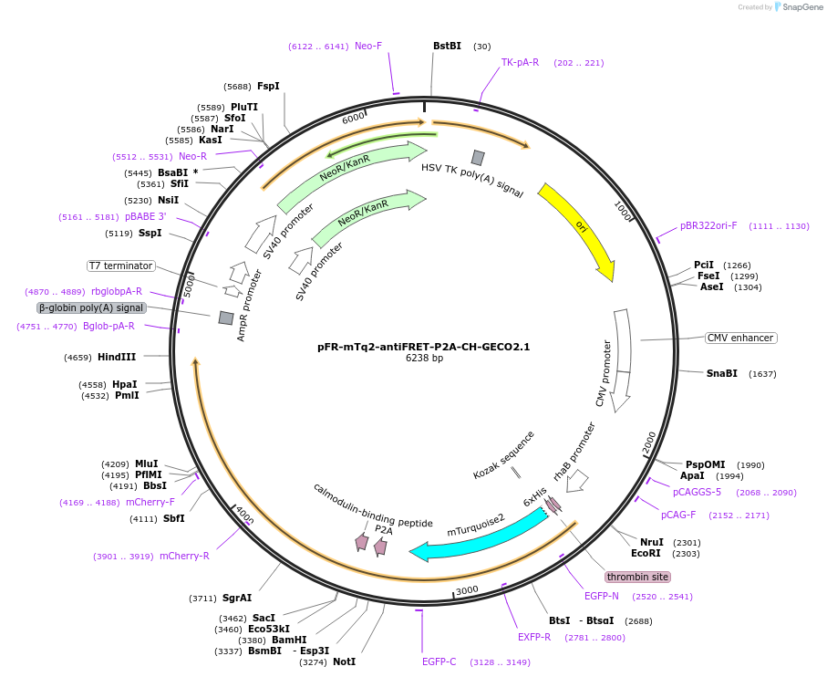 191470-plasmid-map-sequence-id-377511