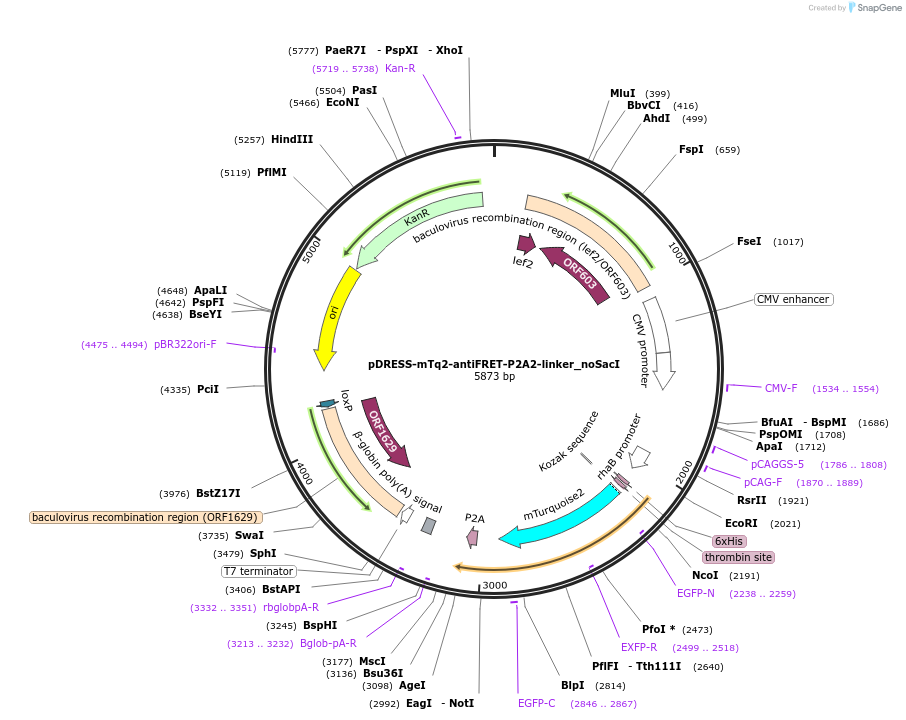 191472-plasmid-map-sequence-id-377512