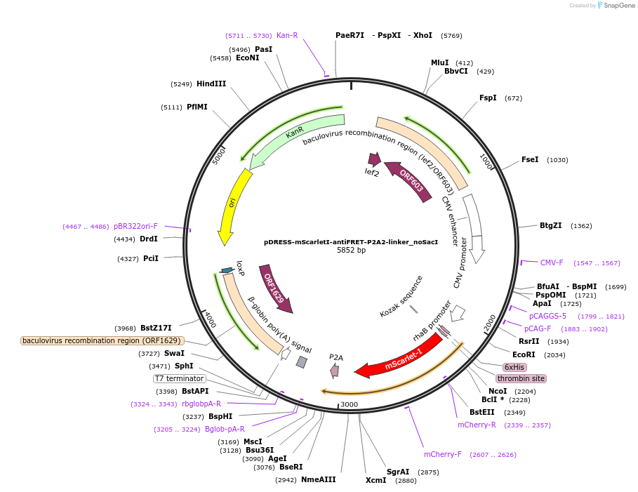 191473-plasmid-map-sequence-id-377513