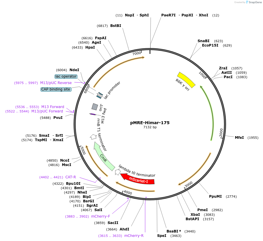 185943-plasmid-map-sequence-id-377514