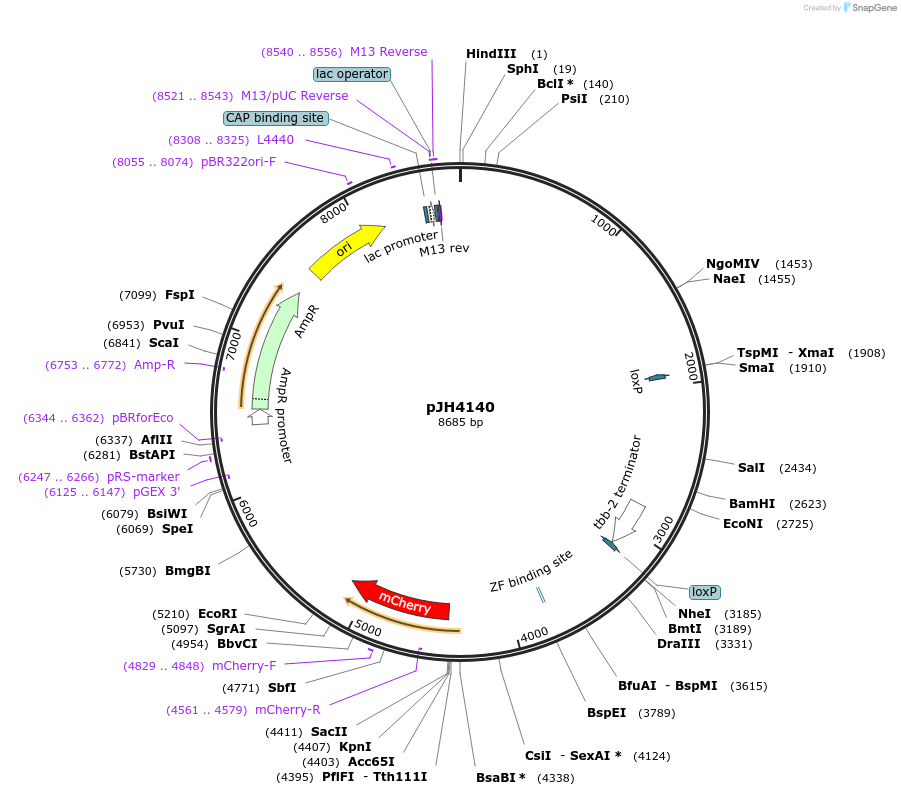 191479-plasmid-map-sequence-id-377517