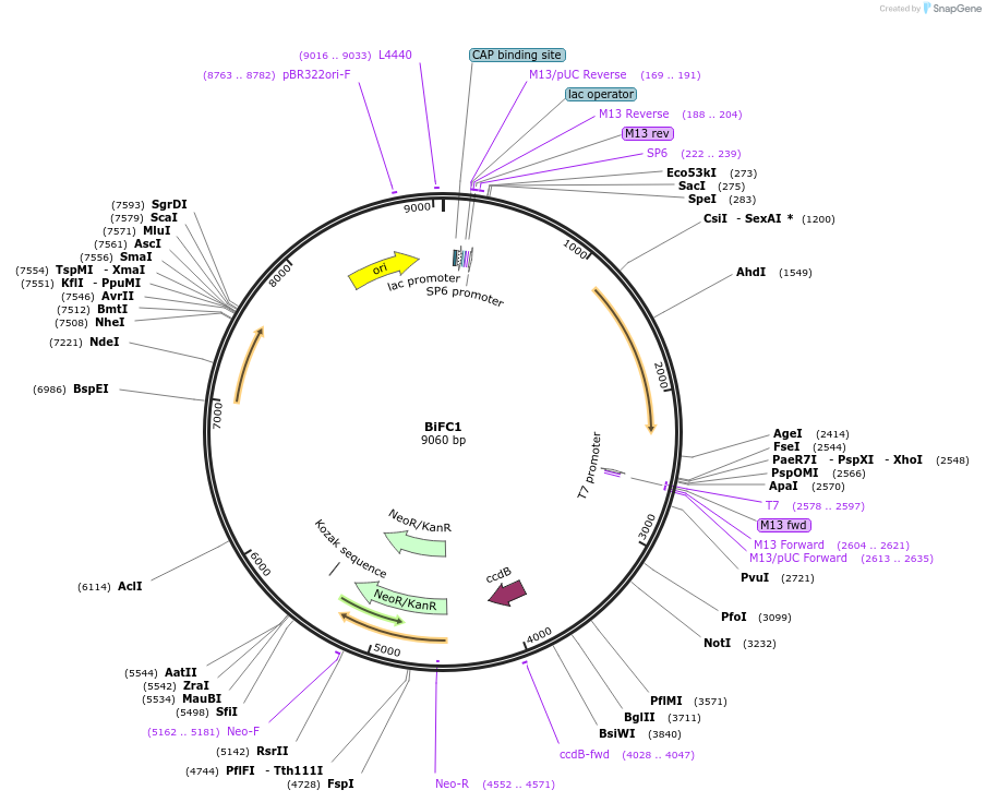 190046-plasmid-map-sequence-id-377523