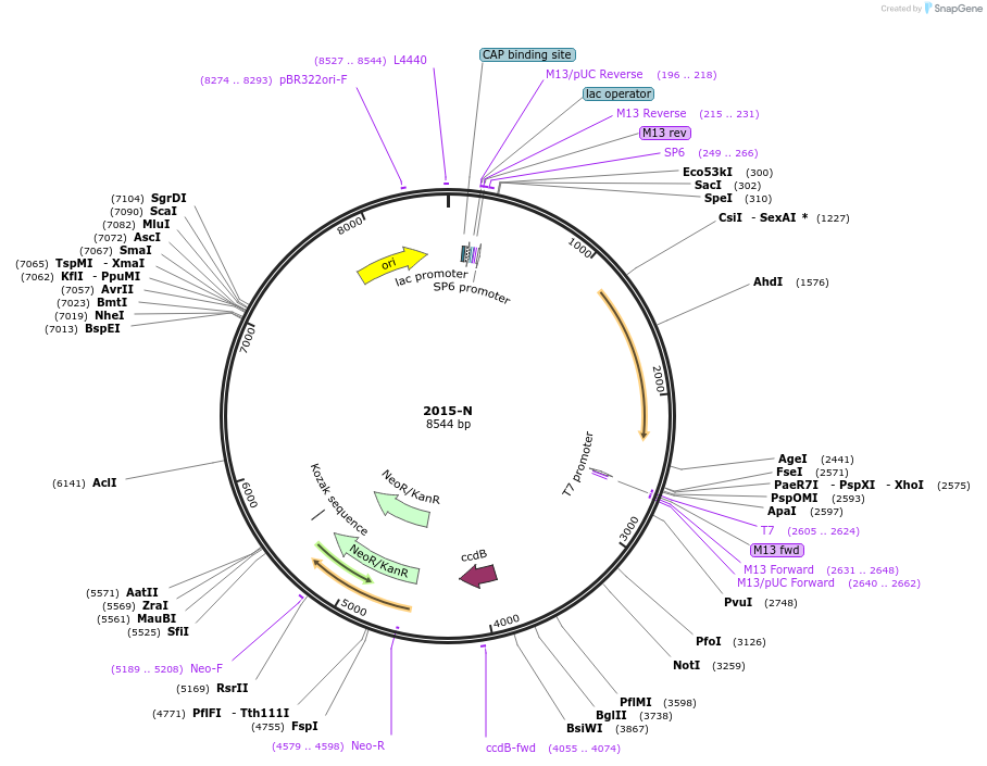 190042-plasmid-map-sequence-id-377524