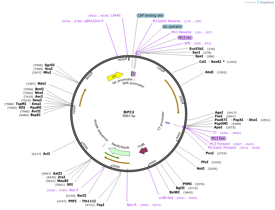 190047-plasmid-map-sequence-id-377525