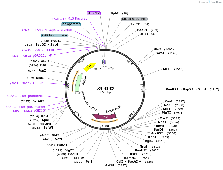 191531-plasmid-map-sequence-id-377549