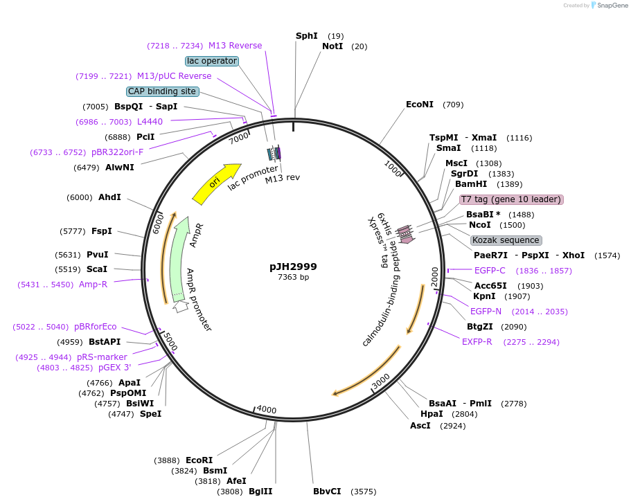 191373-plasmid-map-sequence-id-377552