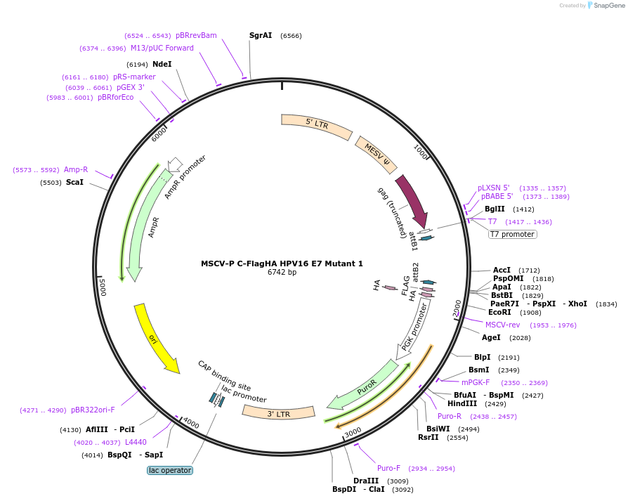 191545-plasmid-map-sequence-id-377553