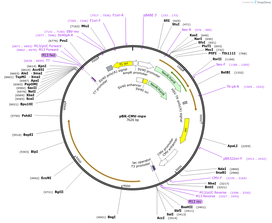191826-plasmid-map-sequence-id-377568