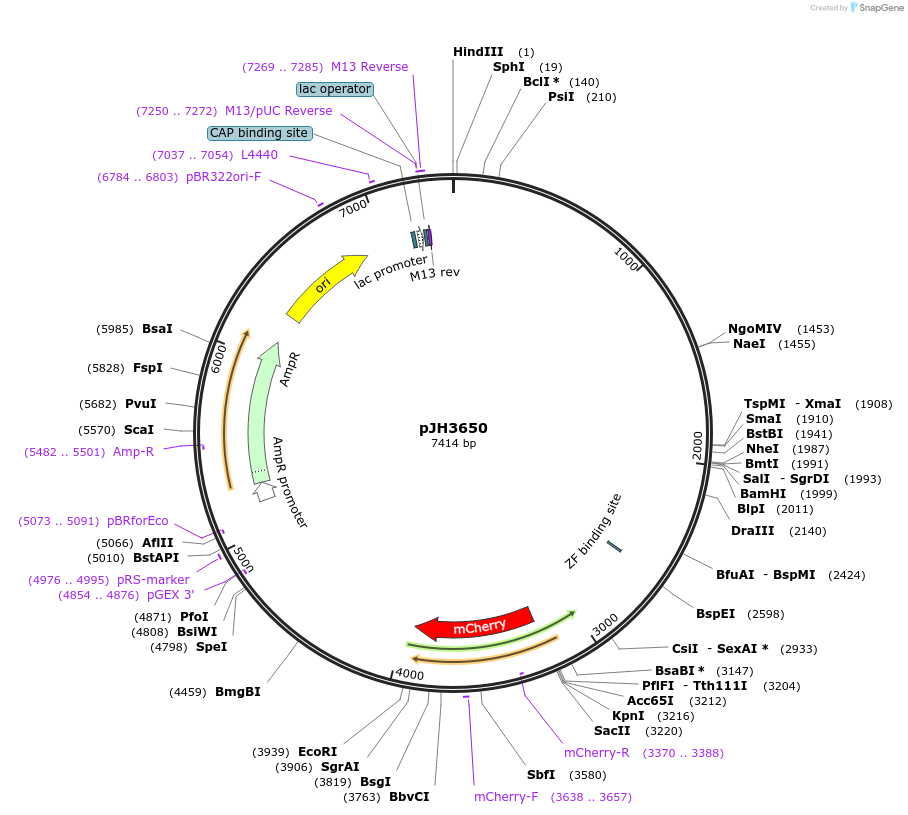 191446-plasmid-map-sequence-id-377573