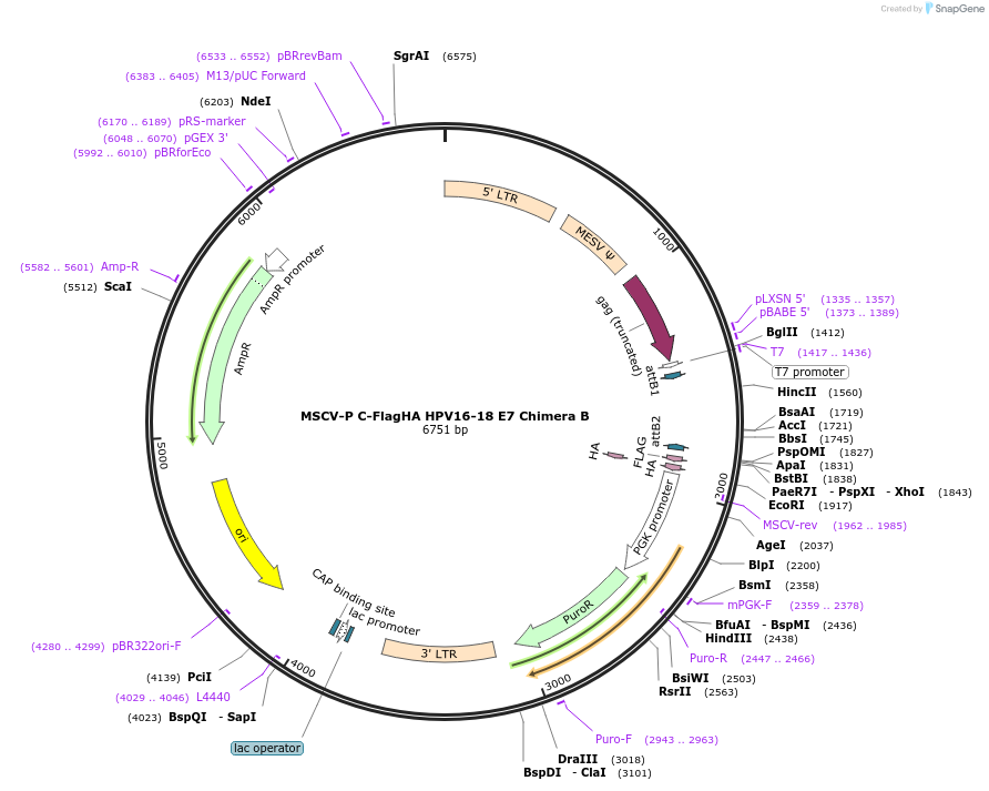 191543-plasmid-map-sequence-id-377581