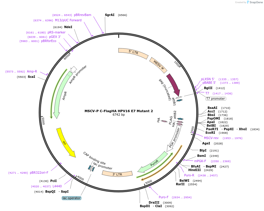 191546-plasmid-map-sequence-id-377582