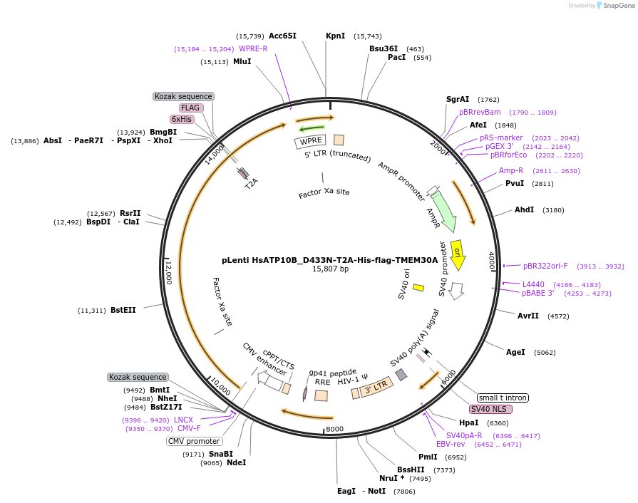 191676-plasmid-map-sequence-id-377585
