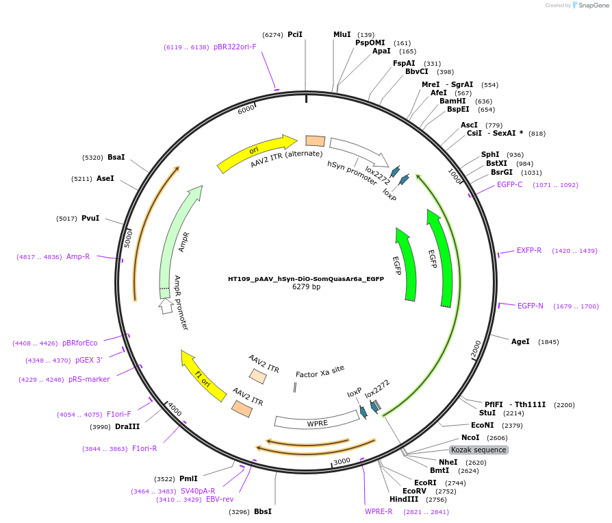 190878-plasmid-map-sequence-id-377587