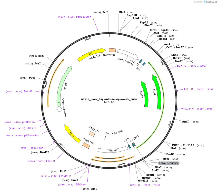 190879-plasmid-map-sequence-id-377588