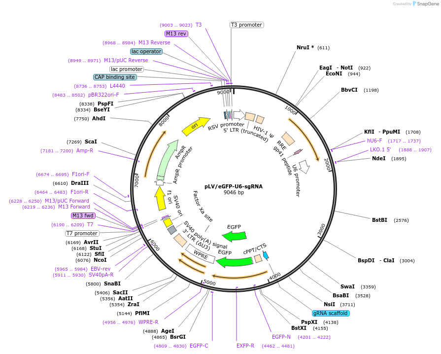170544-plasmid-map-sequence-id-377687