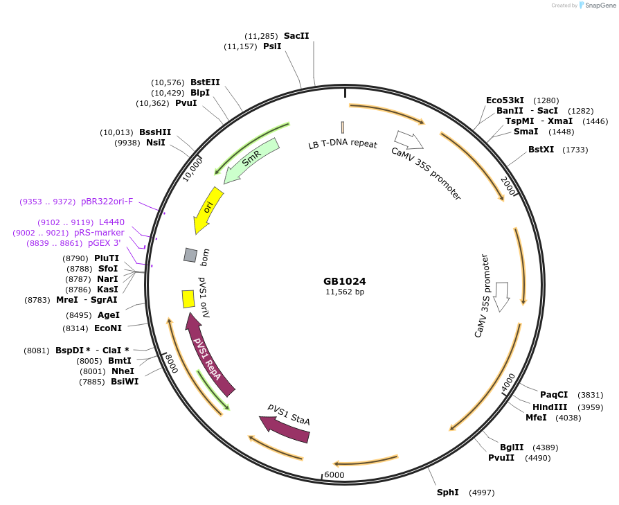 187804-plasmid-map-sequence-id-377697
