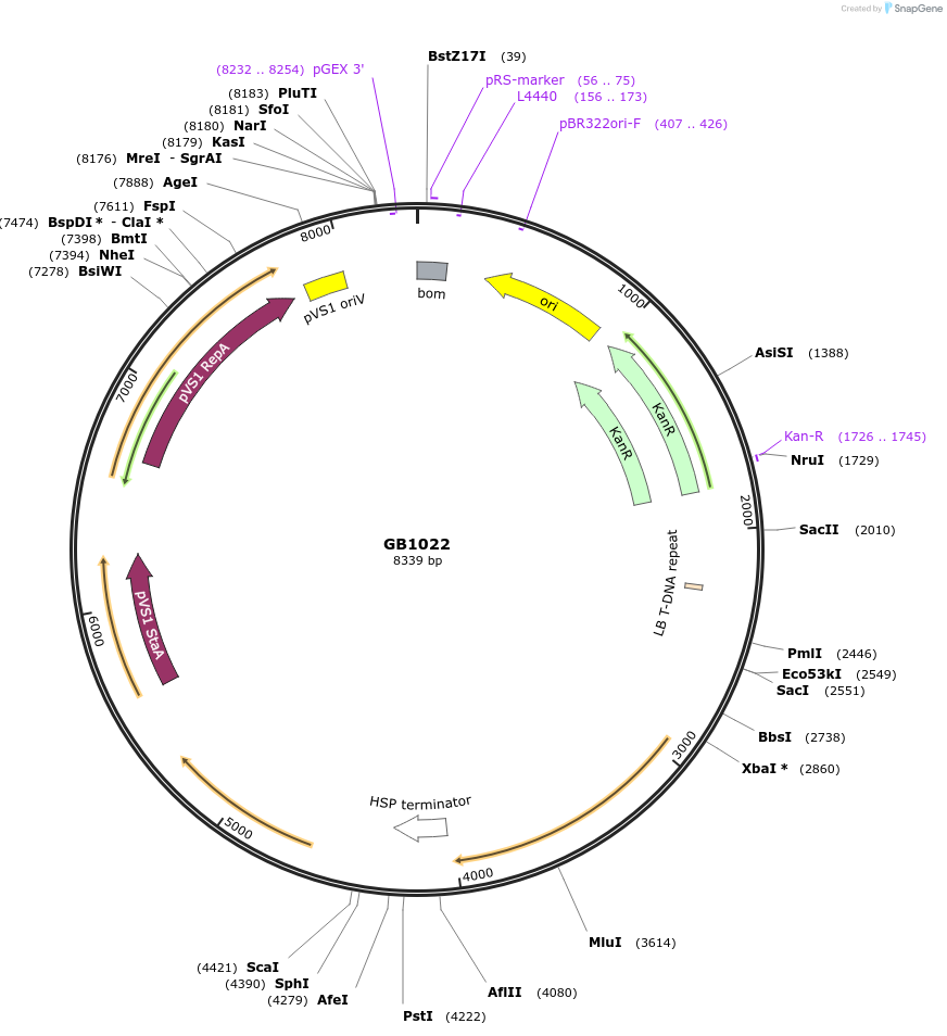 187805-plasmid-map-sequence-id-377699