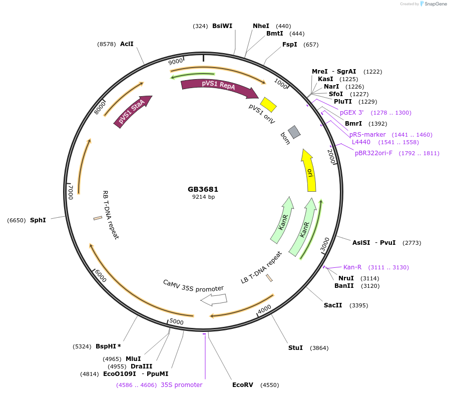 187806-plasmid-map-sequence-id-377701