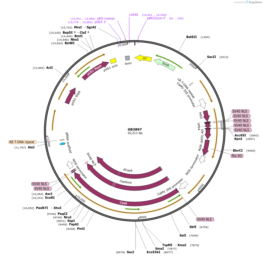 187809-plasmid-map-sequence-id-377706