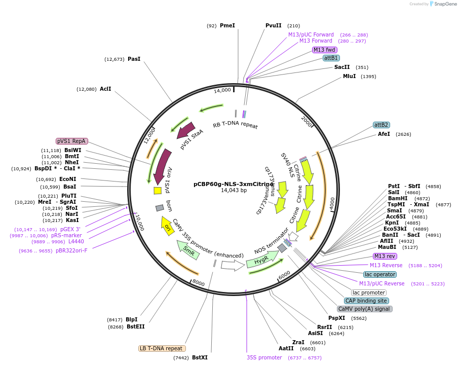 192521-plasmid-map-sequence-id-377708