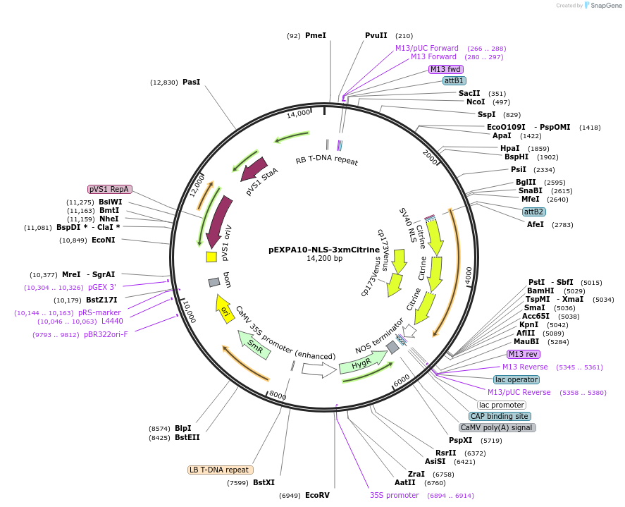 192523-plasmid-map-sequence-id-377709