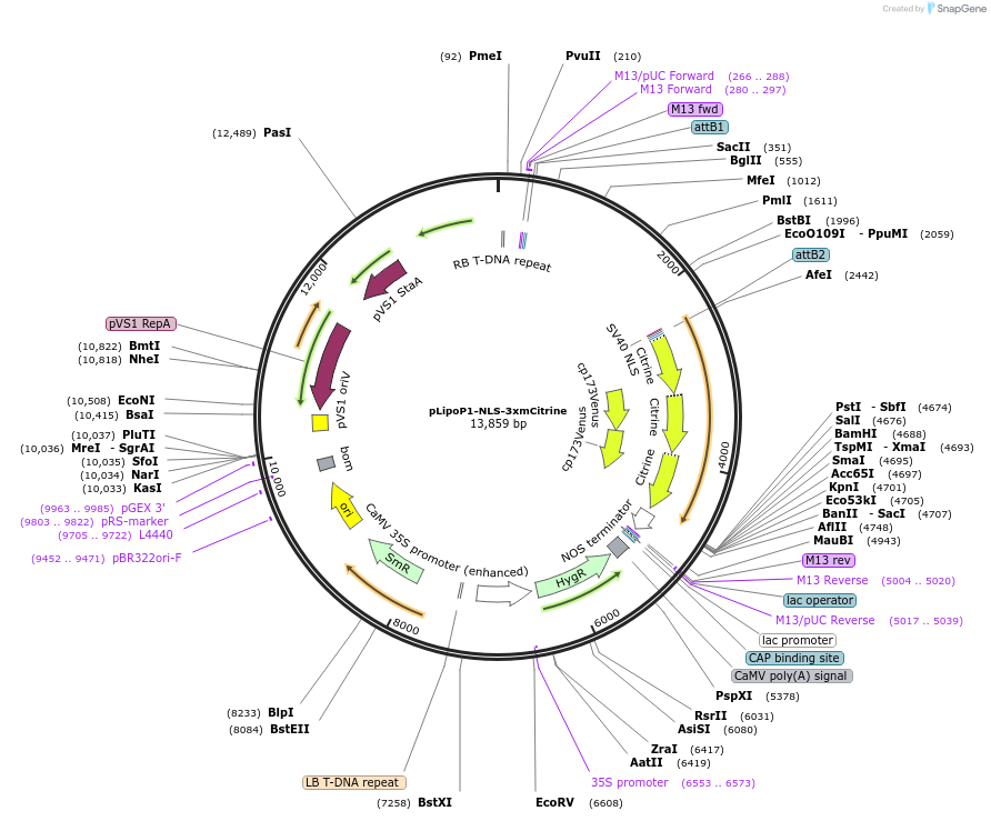 192522-plasmid-map-sequence-id-377710