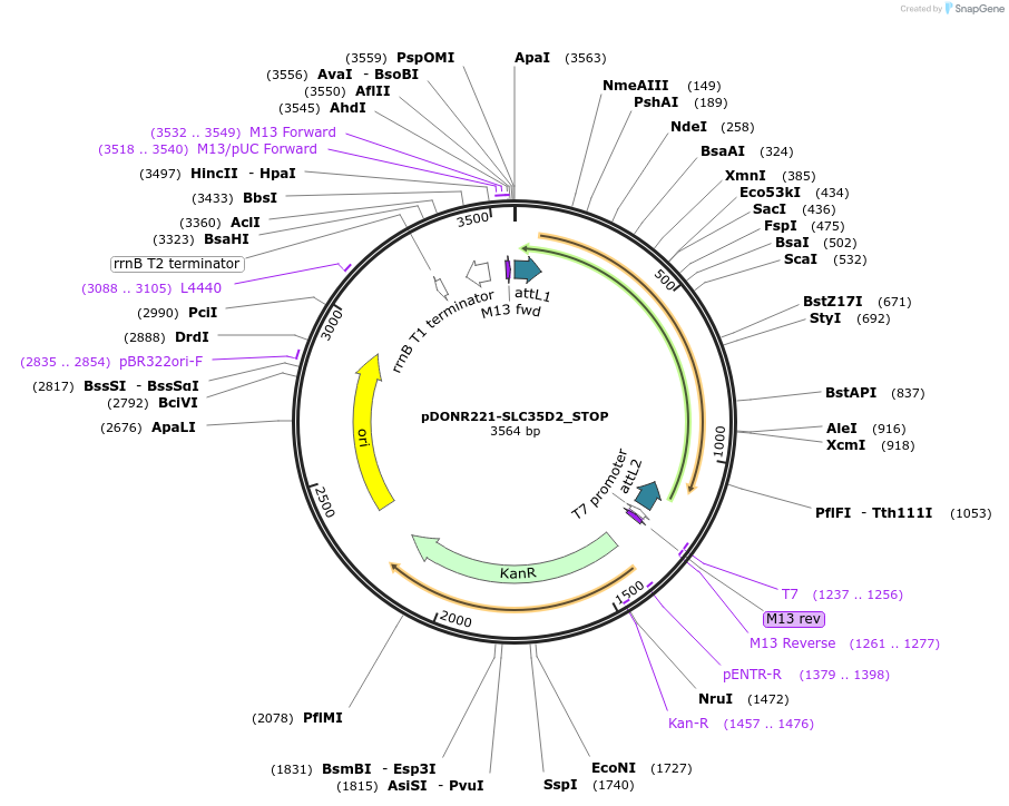 161288-plasmid-map-sequence-id-377712